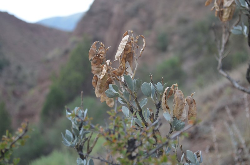 Ammopiptanthus nanus