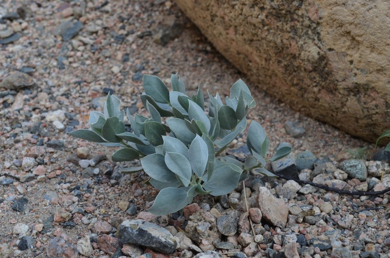 Ammopiptanthus nanus photo 2