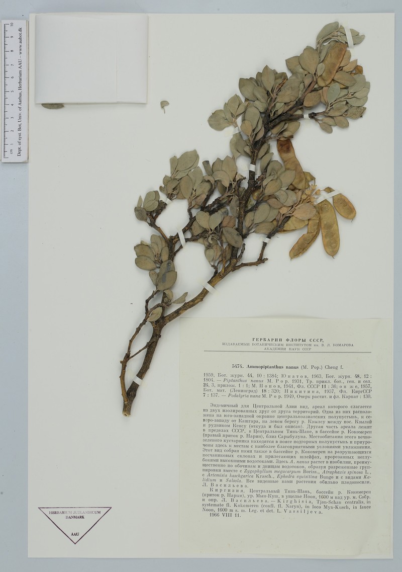 Ammopiptanthus nanus photo 3