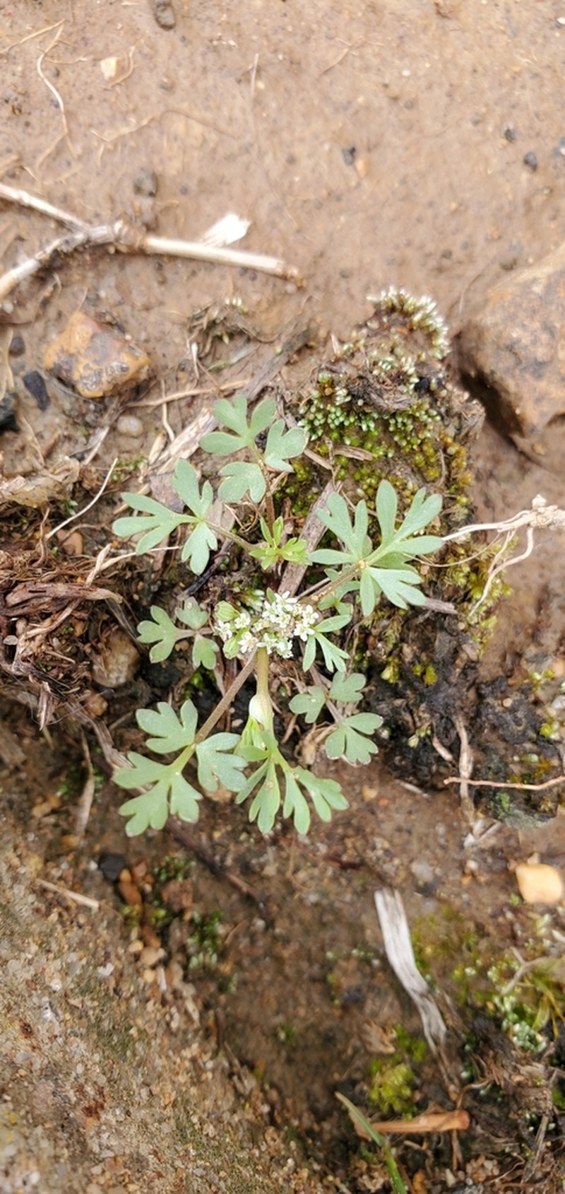 Butler's Sandparsley photo 2