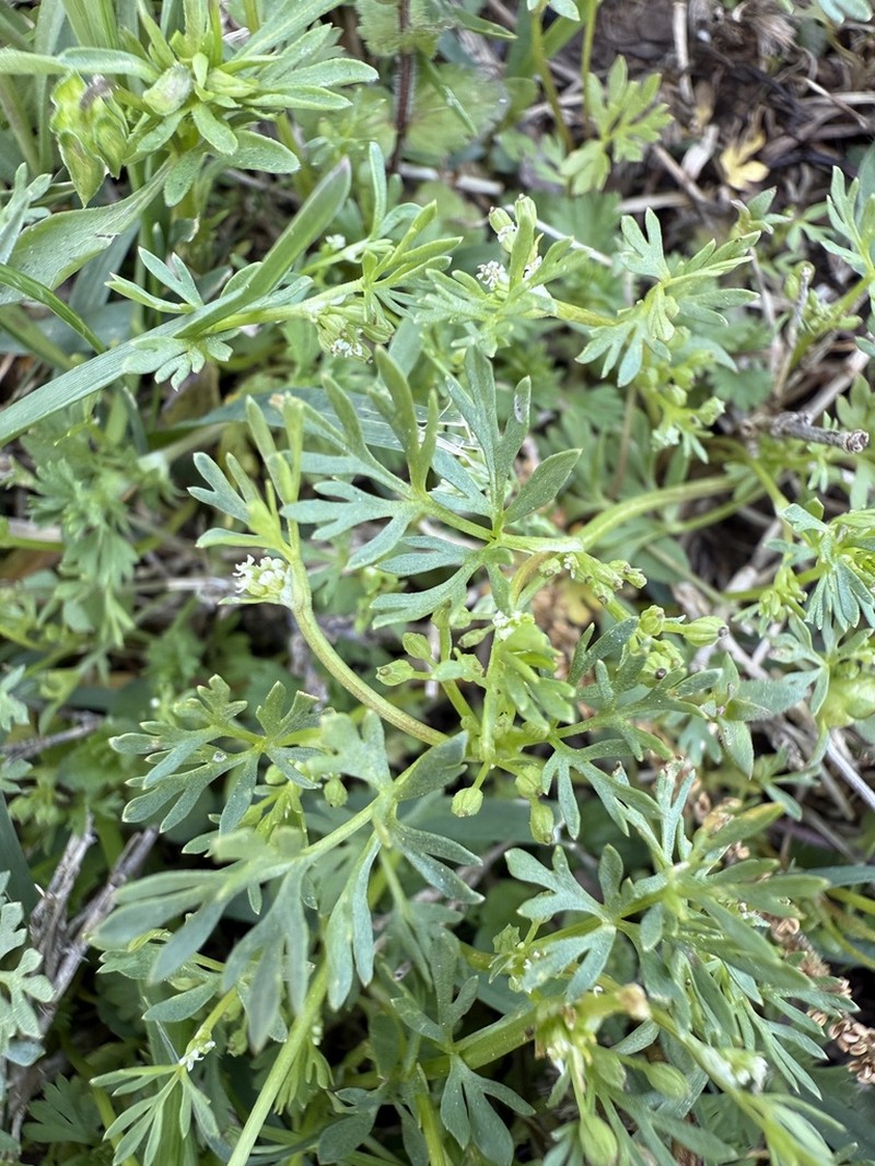 Butler's Sandparsley photo 3