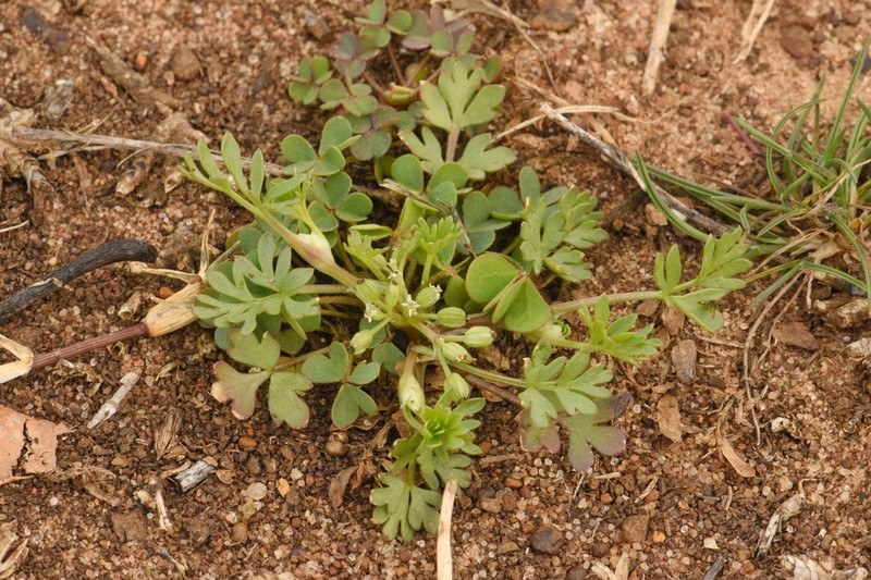 Butler's Sandparsley photo 4