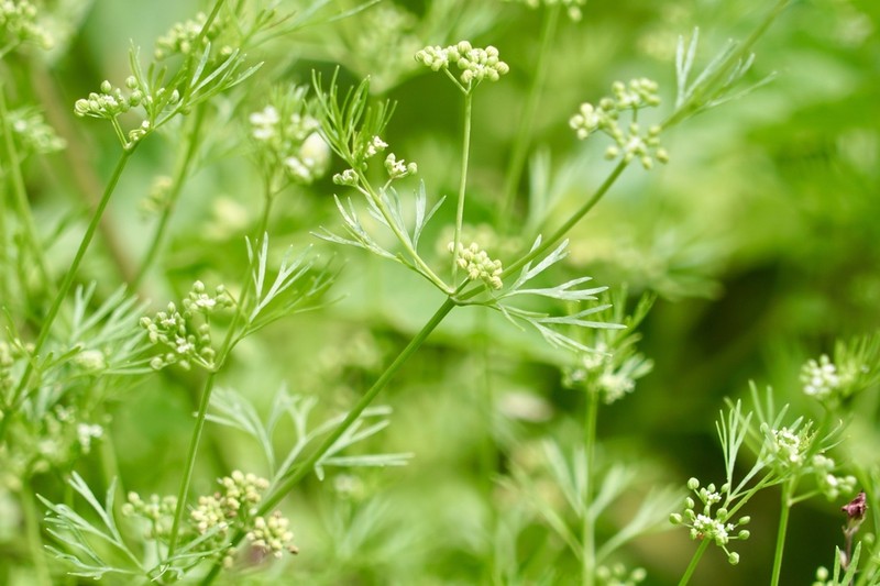 Butler's Sandparsley photo 5