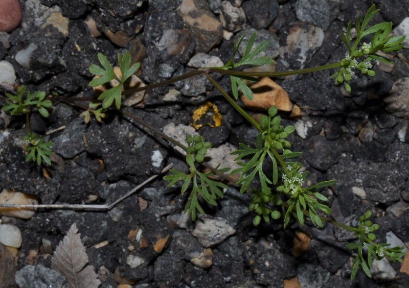 Butler's Sandparsley photo 6