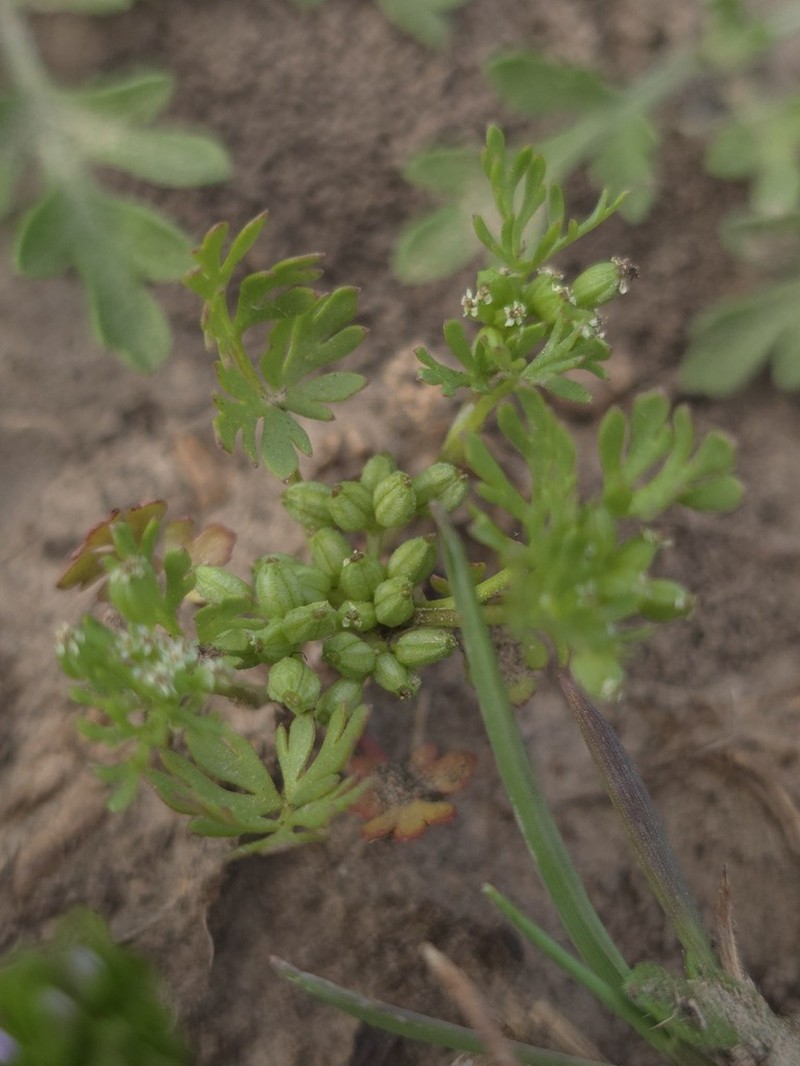 Butler's Sandparsley photo 7