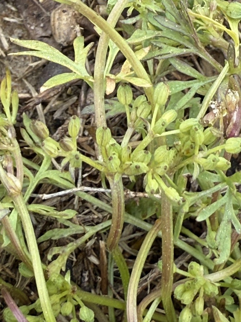 Butler's Sandparsley photo 8