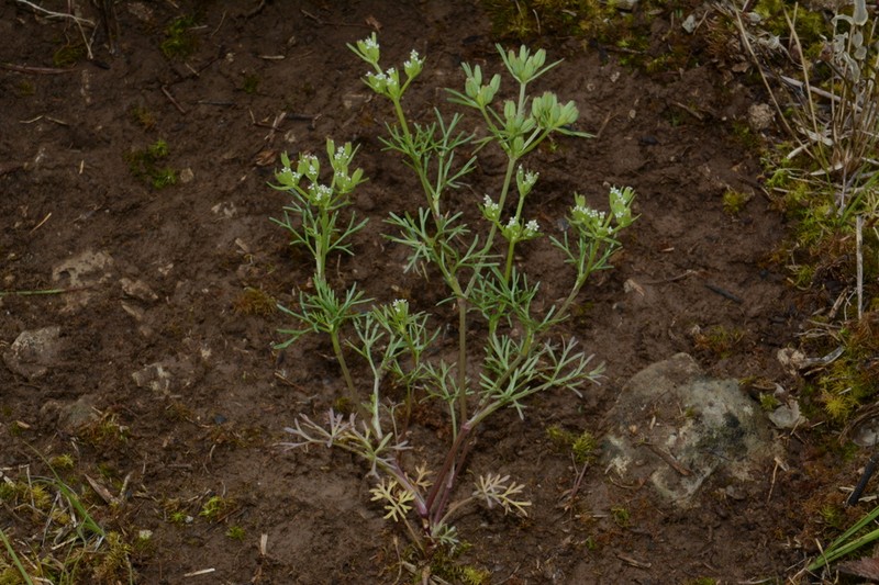 Plains Sandparsley