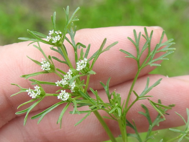 Plains Sandparsley photo 2