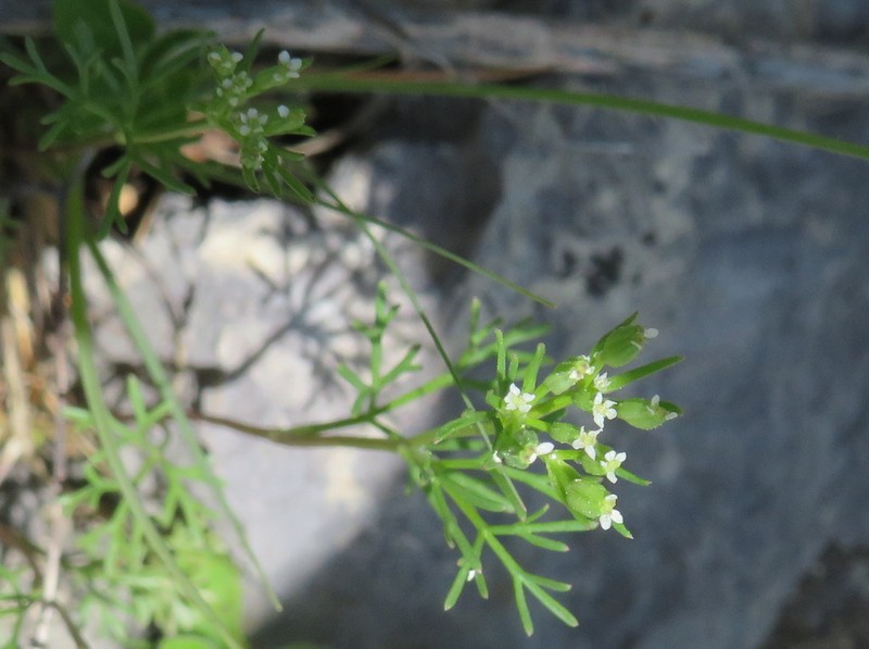 Plains Sandparsley photo 3