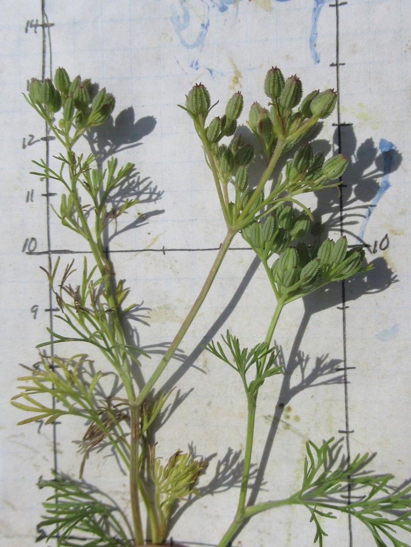Plains Sandparsley photo 4
