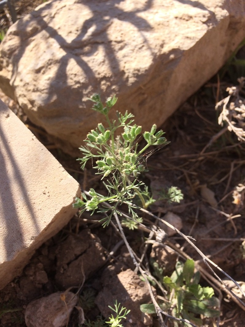 Plains Sandparsley photo 5