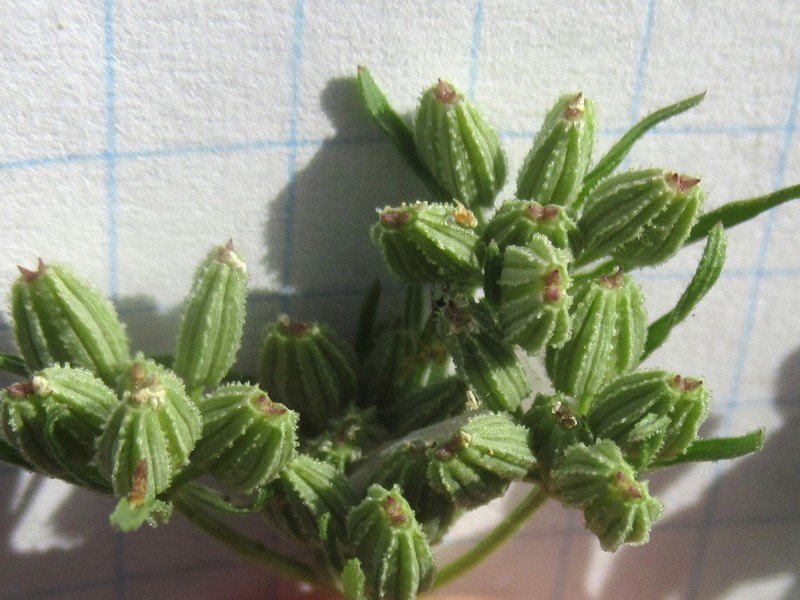 Plains Sandparsley photo 6