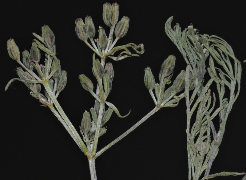 Plains Sandparsley photo 7