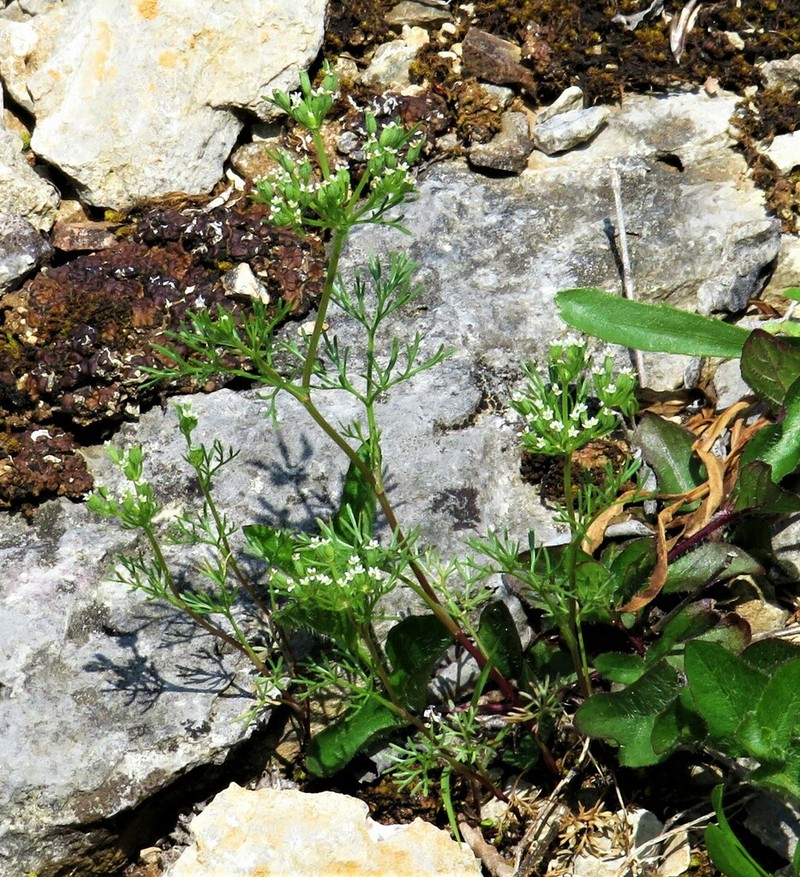 Plains Sandparsley photo 8