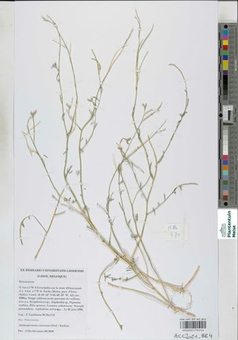 Ammosperma cinereum