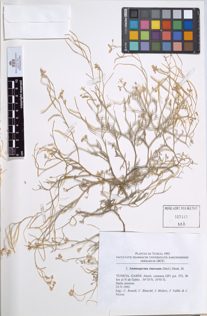 Ammosperma cinereum photo 3