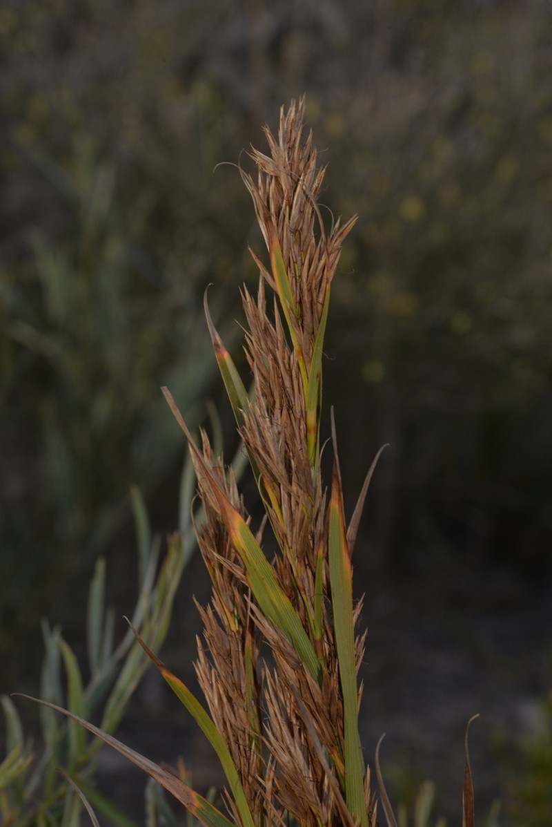 Ammothryon grandiflorum