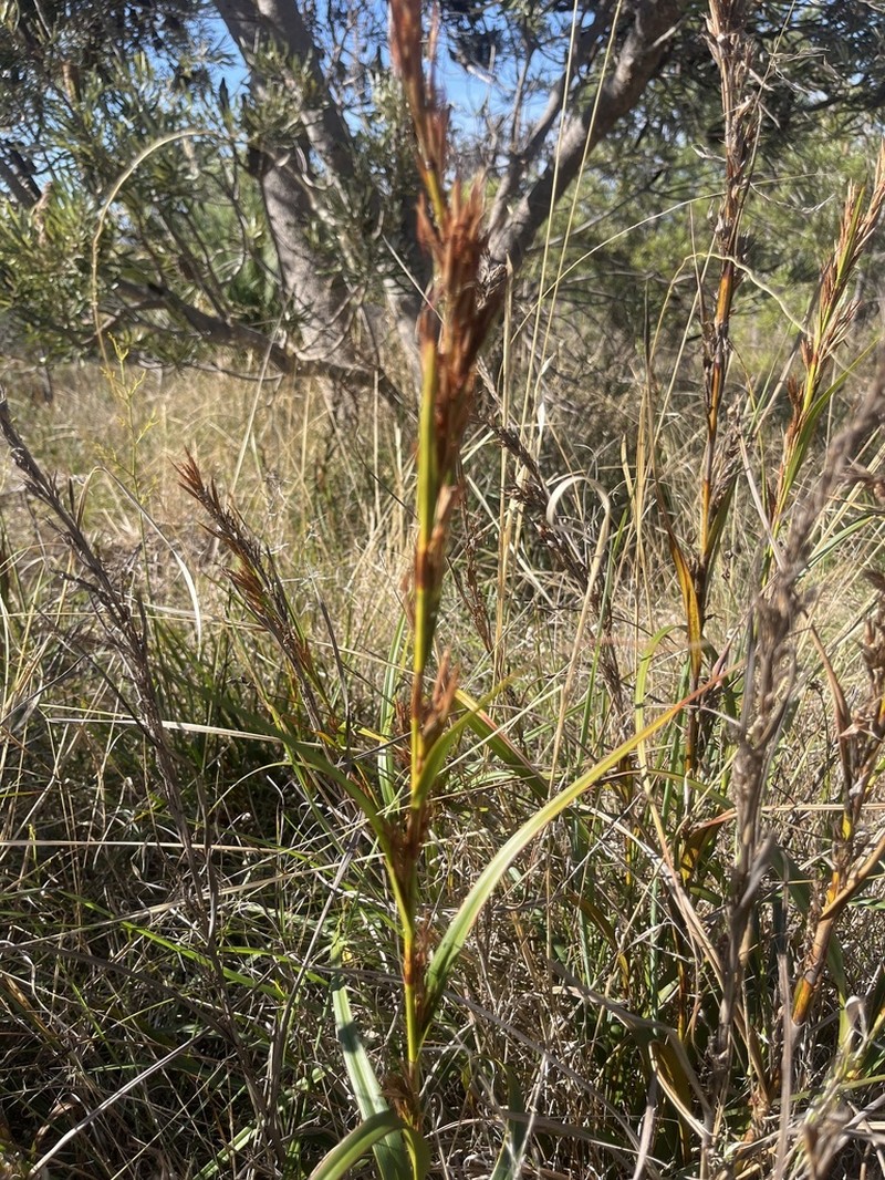 Ammothryon grandiflorum photo 3
