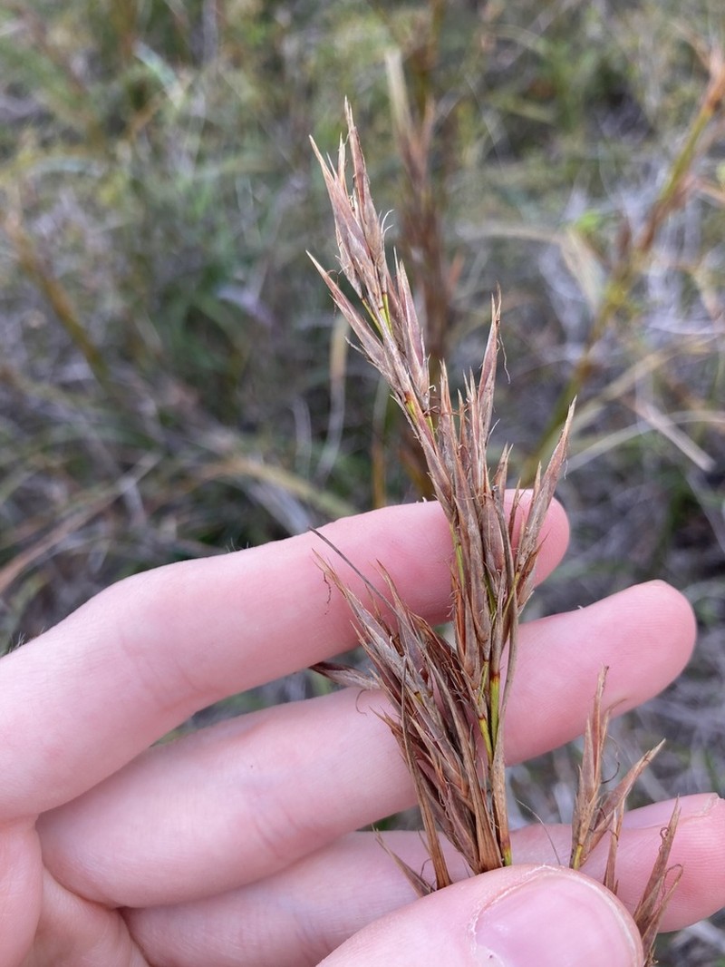 Ammothryon grandiflorum photo 4