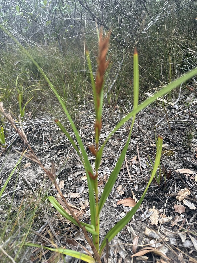 Ammothryon grandiflorum photo 5