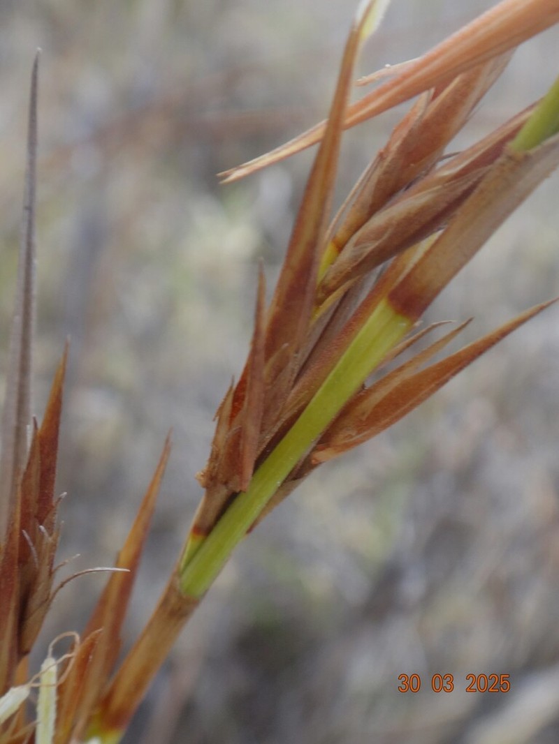 Ammothryon grandiflorum photo 6