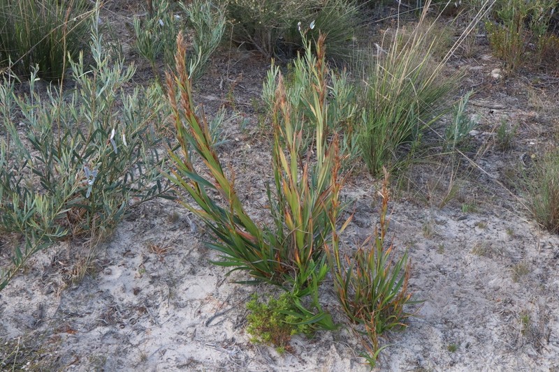Ammothryon grandiflorum photo 7