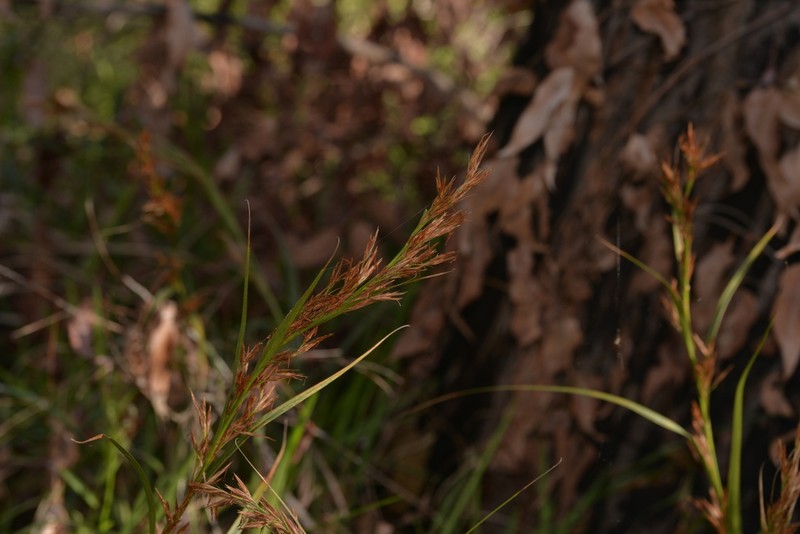 Ammothryon grandiflorum photo 8