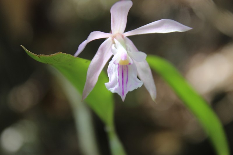 Amoana kienastii