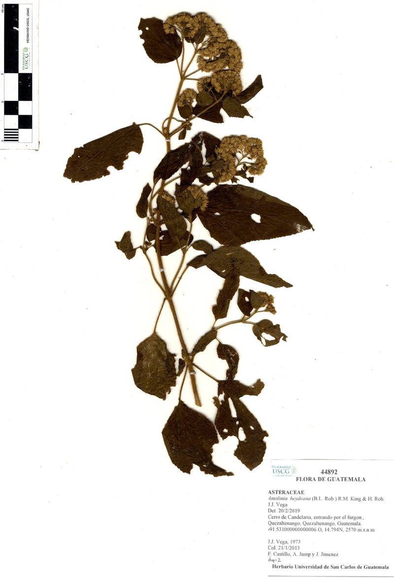 Amolinia heydeana