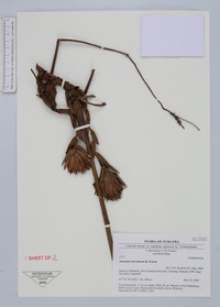Amomum apiculatum