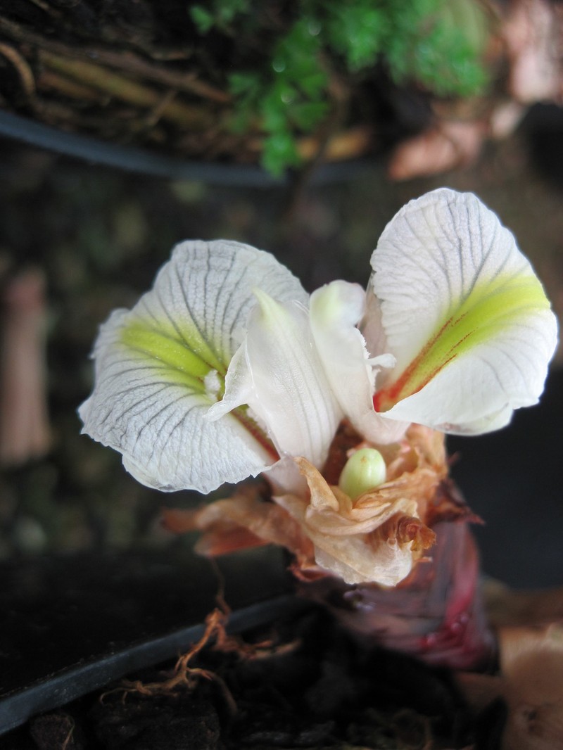 Amomum calcicola