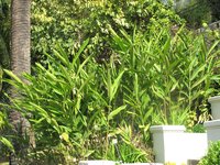 Round Cardamom