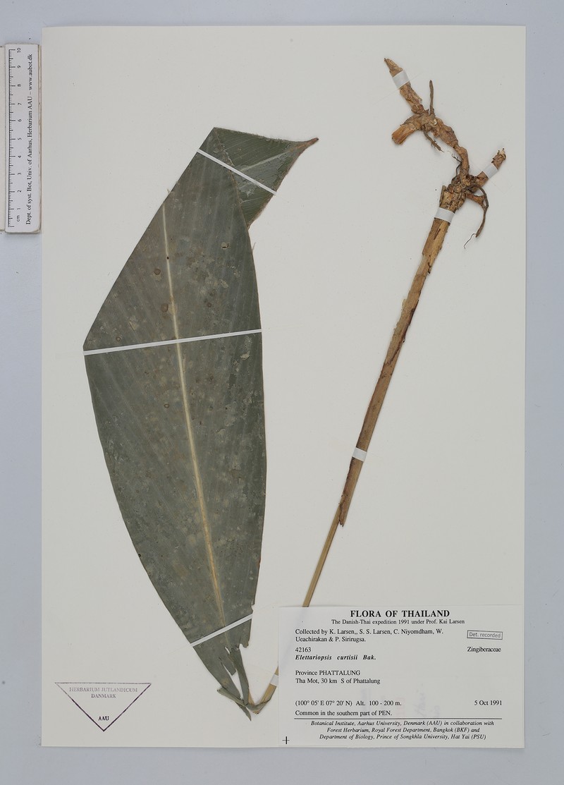Amomum curtisii