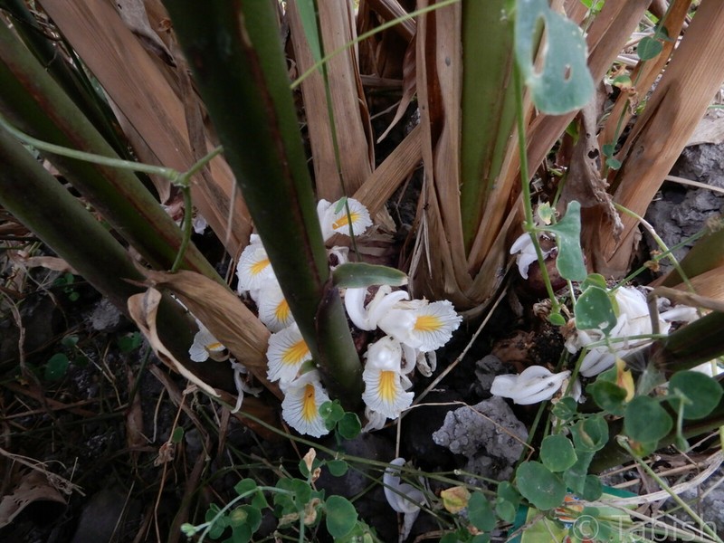 Amomum dealbatum
