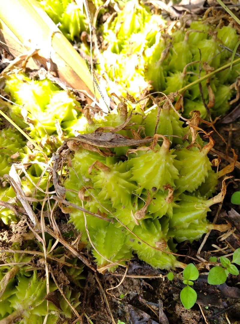 Amomum dealbatum photo 2