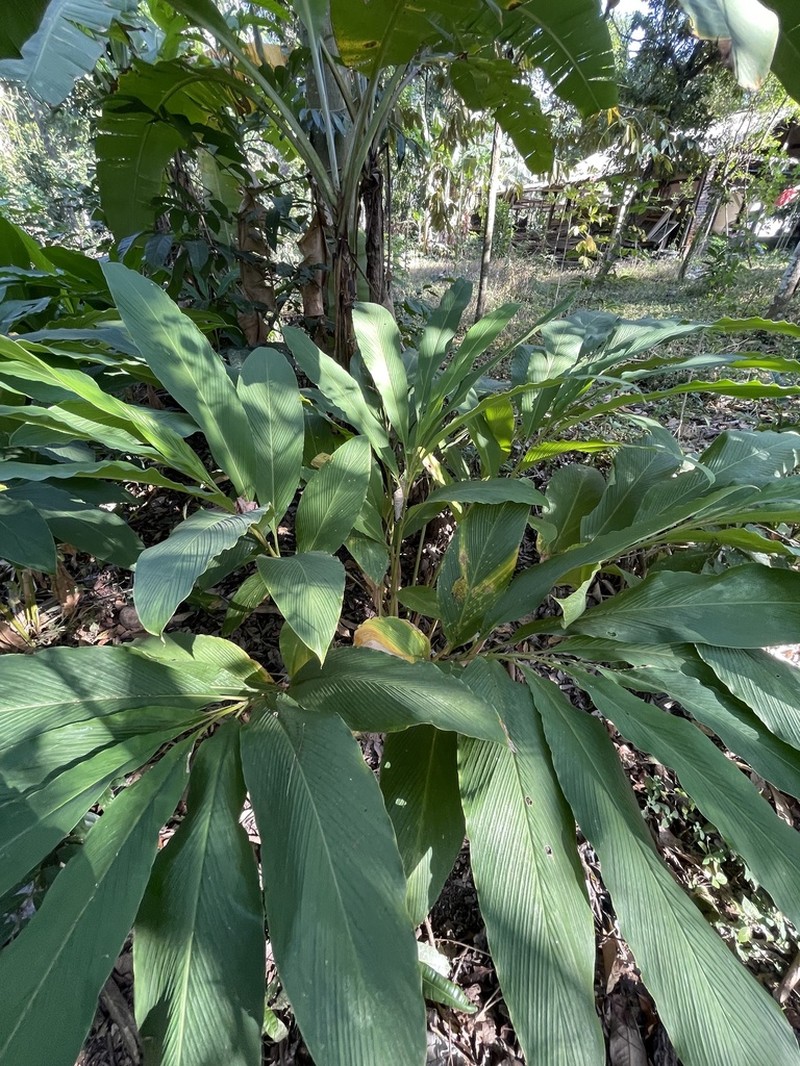 Amomum dealbatum photo 3
