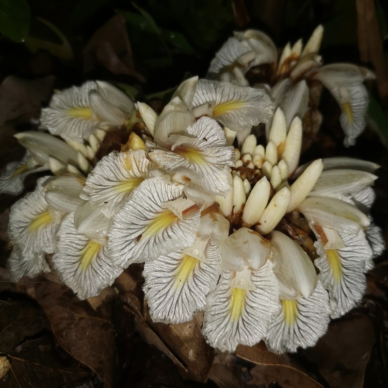 Amomum dealbatum photo 4