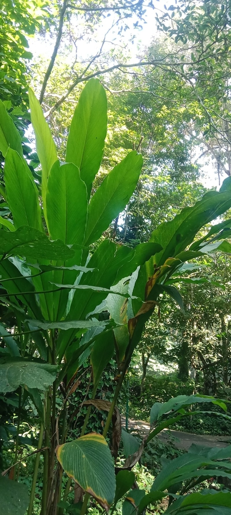 Amomum dealbatum photo 5