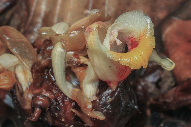 Amomum echinatum