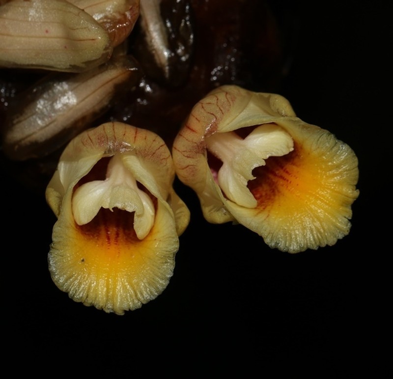 Amomum echinatum photo 2