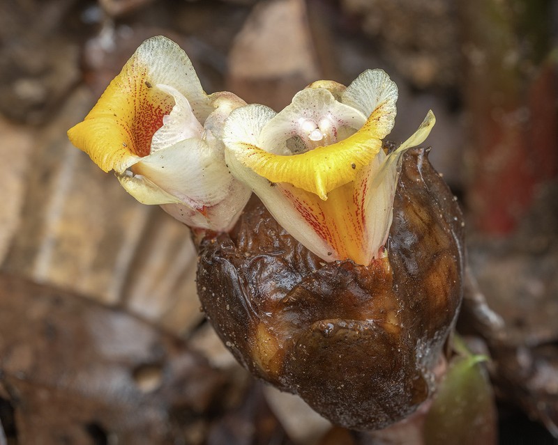 Amomum echinatum photo 3