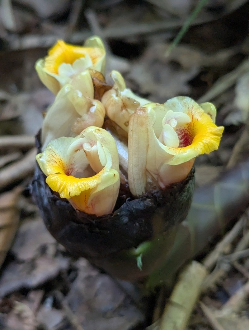 Amomum echinatum photo 4