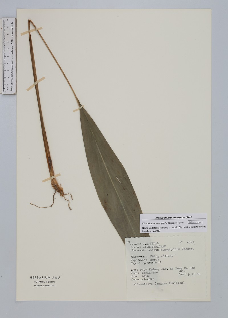 Amomum monophyllum