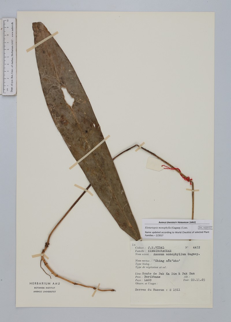 Amomum monophyllum photo 2