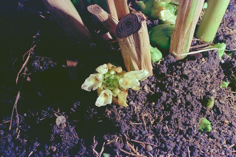 Amomum queenslandicum