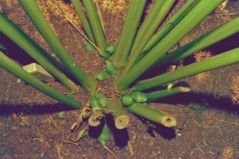 Amomum queenslandicum photo 2
