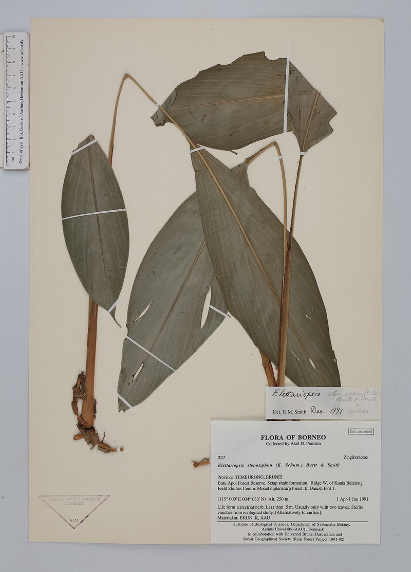 Amomum stenosiphon