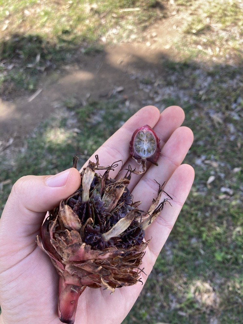 Amomum subulatum photo 3