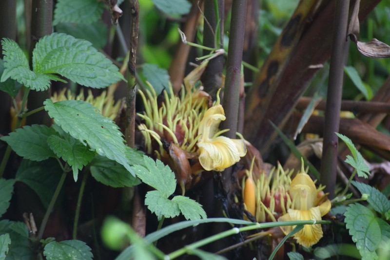 Amomum subulatum photo 4