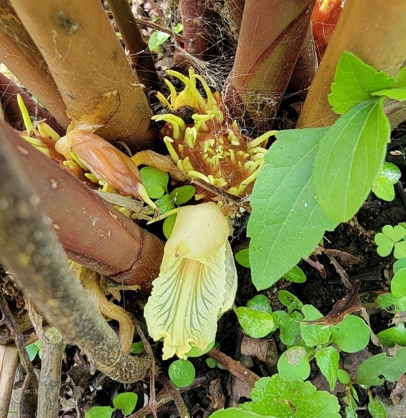 Amomum subulatum photo 7
